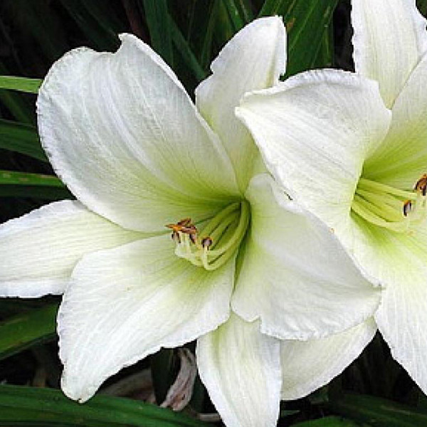 6 x Tagli-lelie Hemerocallis Light The Way in pot van 9x9 cm van Arborix
