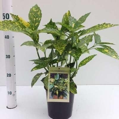 Geelbonte Aucuba Aucuba jap. Crotonifolia in pot