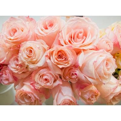 Fototapete PAPERMOON "Pink Roses", bunt, B:3,5m L:2,6m, Vlies, Tapeten
