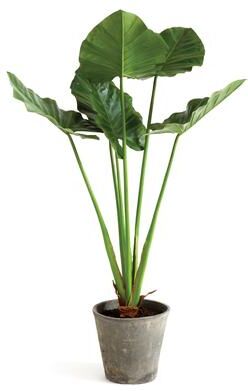 Porch & Petal "Alocasia Potted 42"""