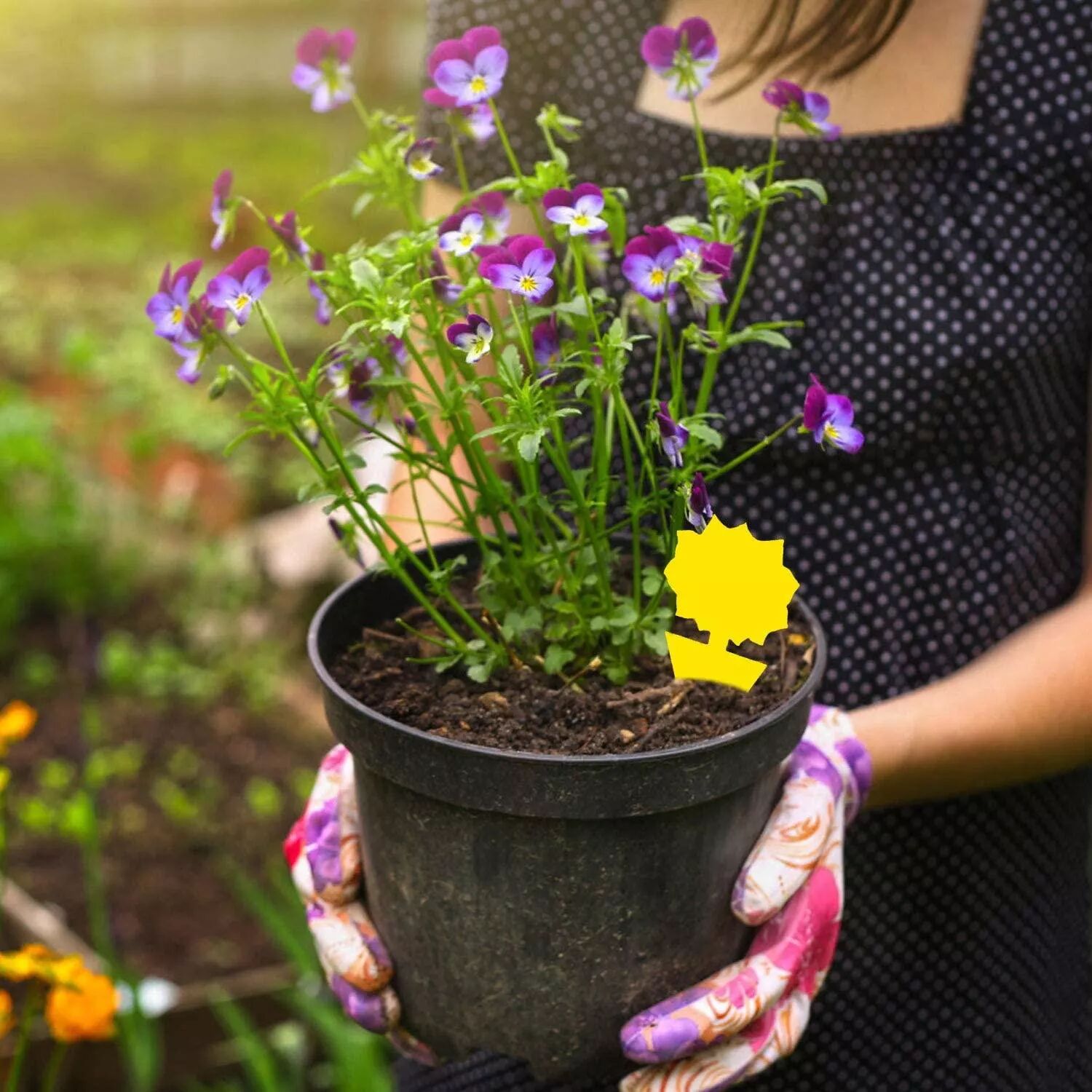 INF Piège collant pour parasites avec motif tournesol jaune, paquet de 20