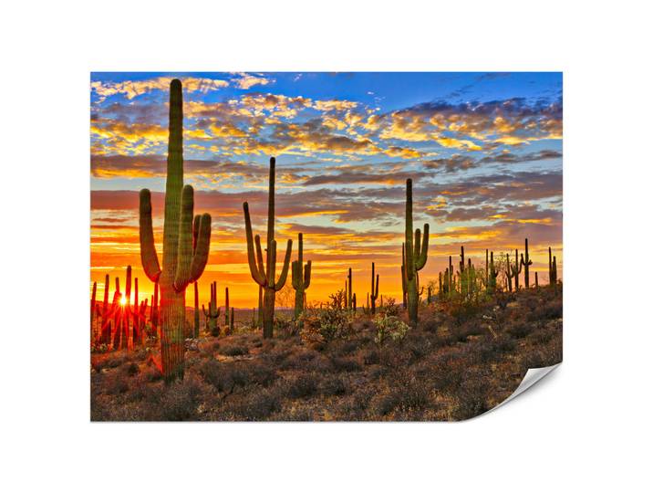 Muralo Fototapete für Wohnzimmer Wüsten Sonnenuntergang Kaktus Pflanzen 500x350, Rot, Grün, Gelb, Orange, Braun, Beige, Grau, Papier, Baum/Pflanze/Natur, Sonne/Sonnenaufgang/Sonnenuntergang, Rechteckig, 500x350 cm, Tapeten & Wandverkleidungen, Fototapeten