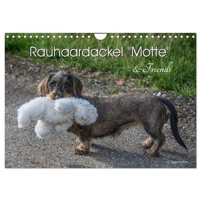 Rauhaardackel Motte & Friends (Wandkalender 2027 DIN A4 quer), CALVENDO Monatskalender
