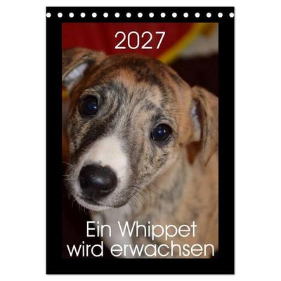 Ein Whippet wird erwachsen (Tischkalender 2027 DIN A5 hoch), CALVENDO Monatskalender