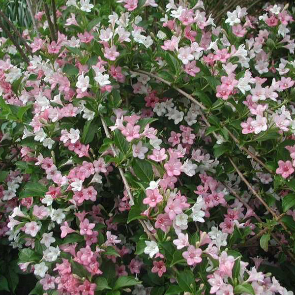 2 x Weigelia 'Carnaval' (Courtalor) in pot, 50-60 cm