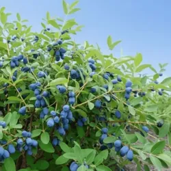 Kamtschatka-Beere – Lonicera caerulea 'Aurora'