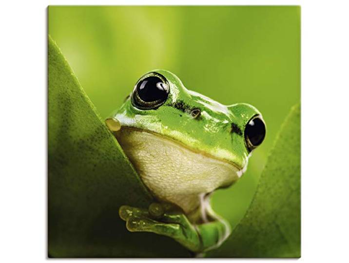ARTLAND Wanddeko Leinwand Bilder Wandbild 50x50 cm Frosch Tiere Pflanze Natur Süß Lustig T5VH