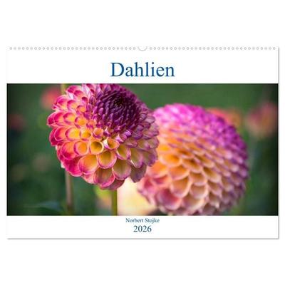 Dahlien - Blumenwunder der Natur (Wandkalender 2026 DIN A2 quer), CALVENDO Monatskalender
