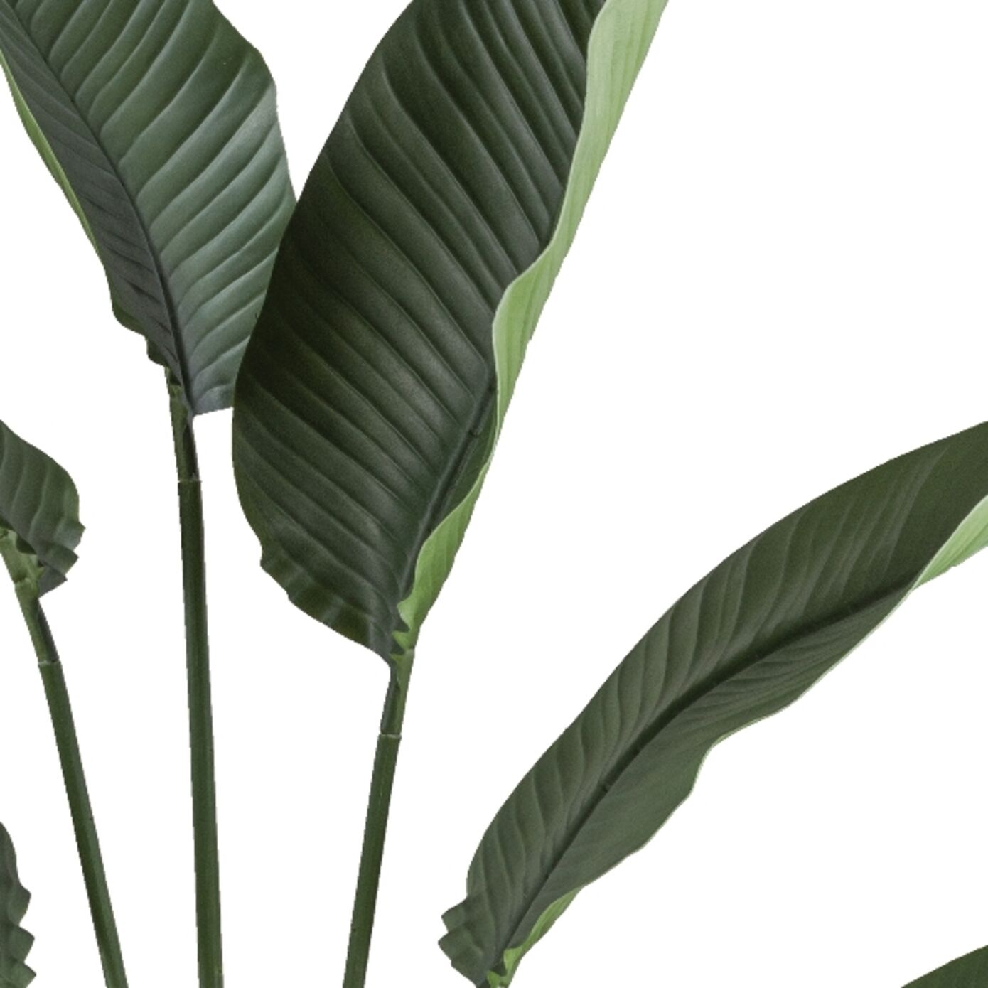 Gasper Ravenala Palme im Kunststofftopf H: 150 cm