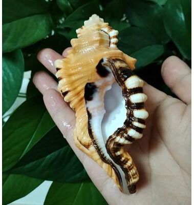 Inspired Finds Natural Black Spotted Triton Seashell Decorative Conch Specimen For Aquarium & Coastal Decor 3.944.72in