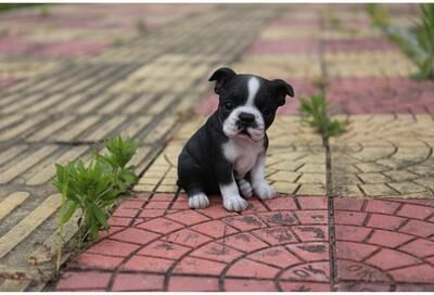 Hi-Line Gift Ltd. Boston Terrier Puppy Statue