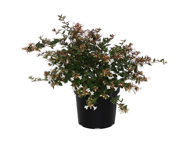 Abelie - Abelia grandiflora 40-50cm inklusive Topf