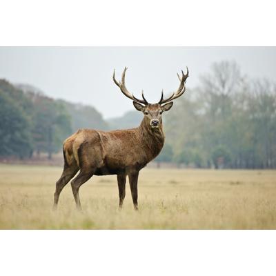 Fototapete PAPERMOON "HIRSCH-NATUR LANDSCHAFT WILD TIERE WALD BÄUME PFERDE", bunt, B:5m L:2,8m, Vlies, Tapeten