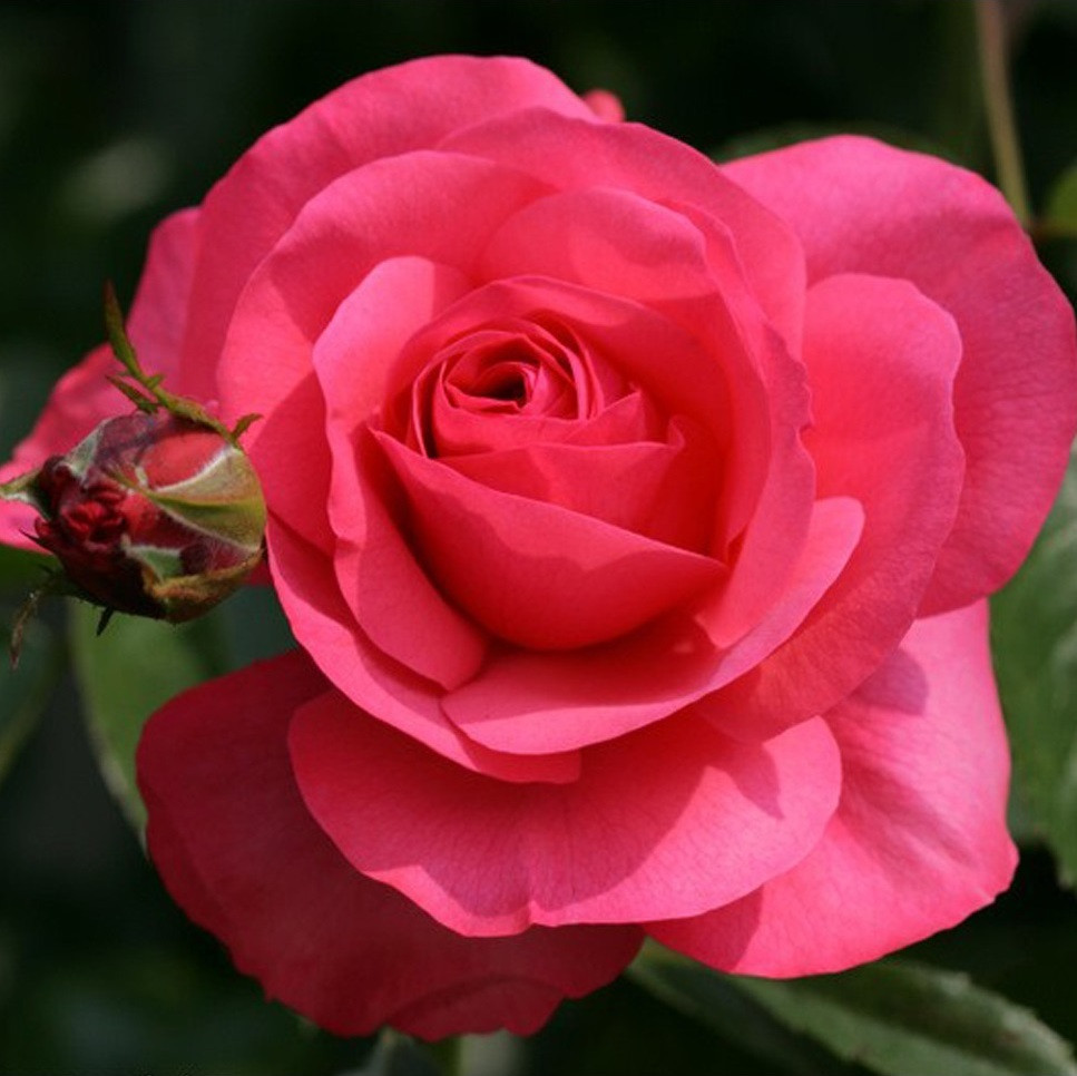 Kordes Klimroos Rosa Rosanna®