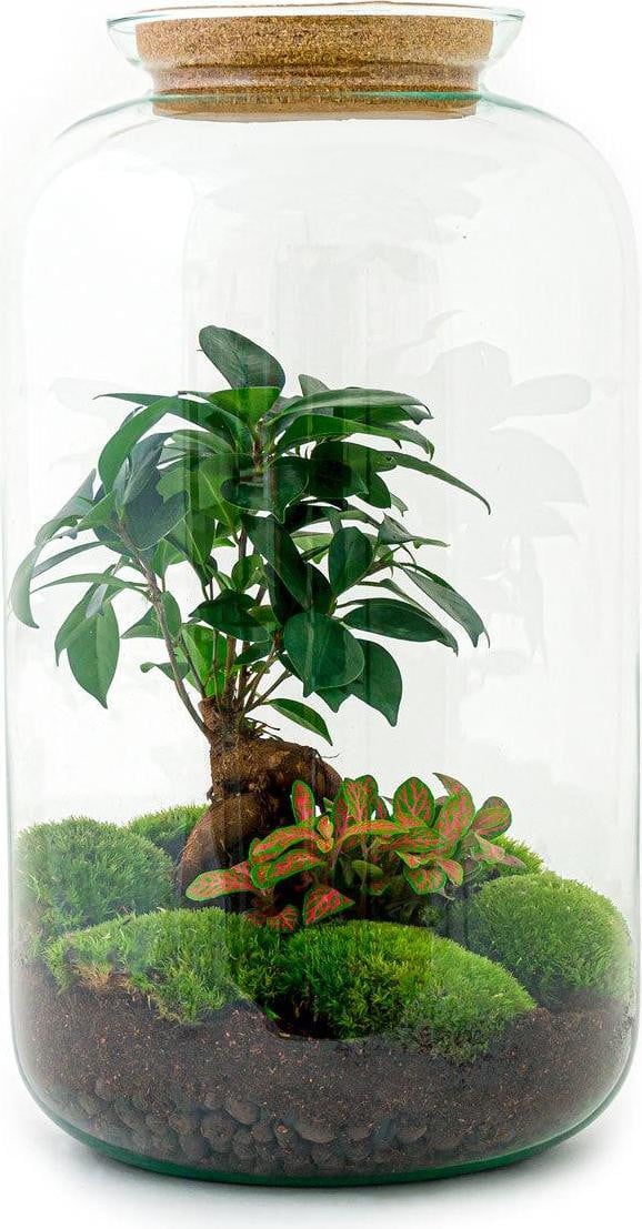 Sven Bonsai DIY kit Oasis of Life terrarium set voor kamerplanten, 43 cm