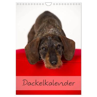 Dackel (Wandkalender 2027 DIN A4 hoch), CALVENDO Monatskalender