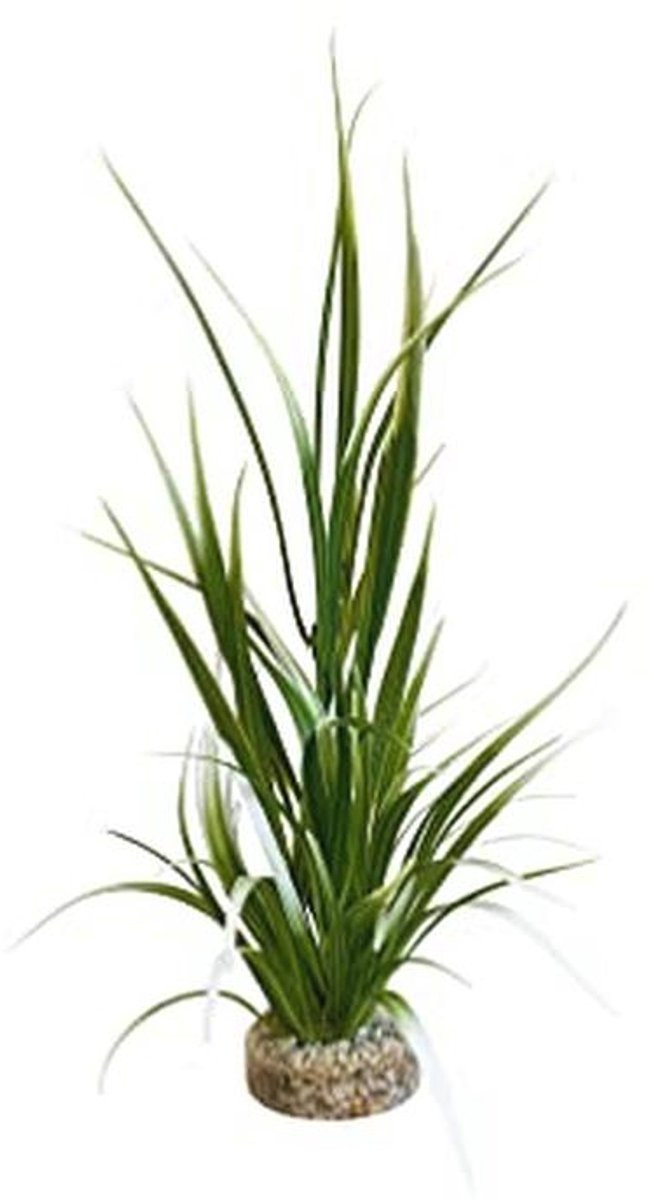 Decoratieve groene lotusplant voor aquaria