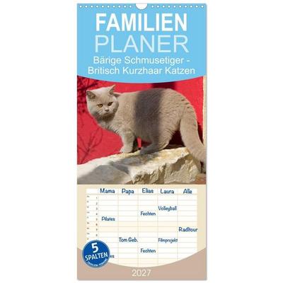 Familienplaner 2027 - Bärige Schmusetiger - Britisch Kurzhaar Katzen mit 5 Spalten (Wandkalender, 21 x 45 cm) CALVENDO