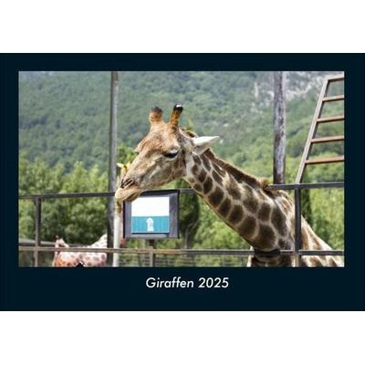 Giraffen 2025 Fotokalender DIN A4