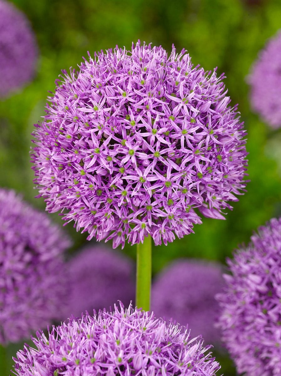 40x Allium Gladiator bloembollen van BULBi