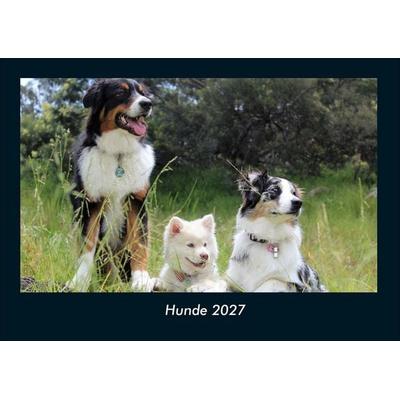 Hunde 2027 Fotokalender DIN A4
