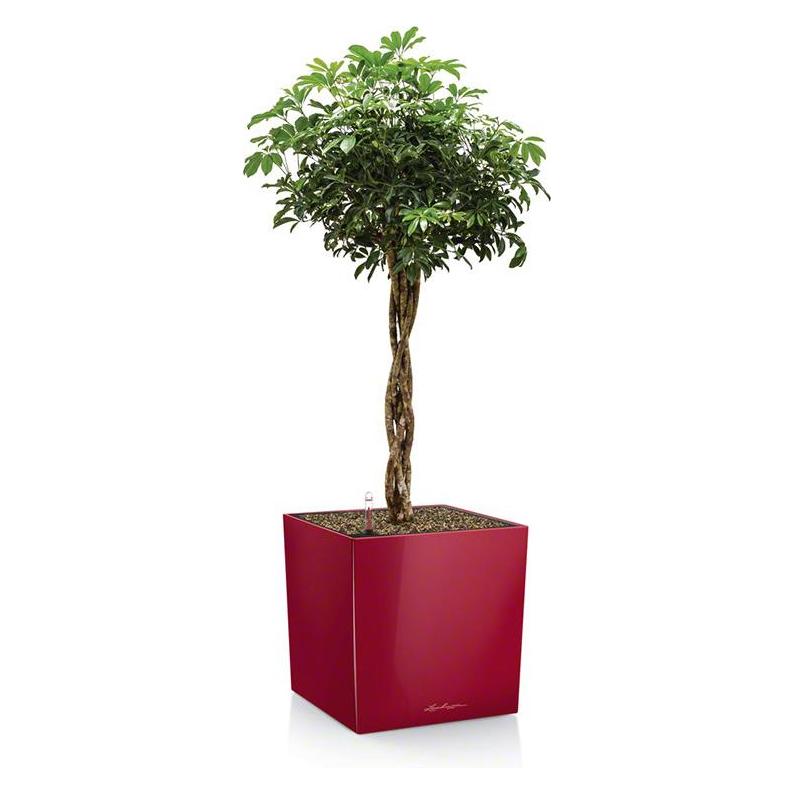 Lechuza Cube (49 x 49 x 49.50 cm) (16567)