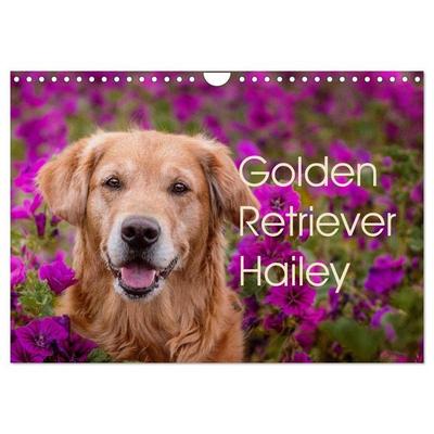 Golden Retriever Hailey Fotokalender (Wandkalender 2026 DIN A4 quer), CALVENDO Monatskalender