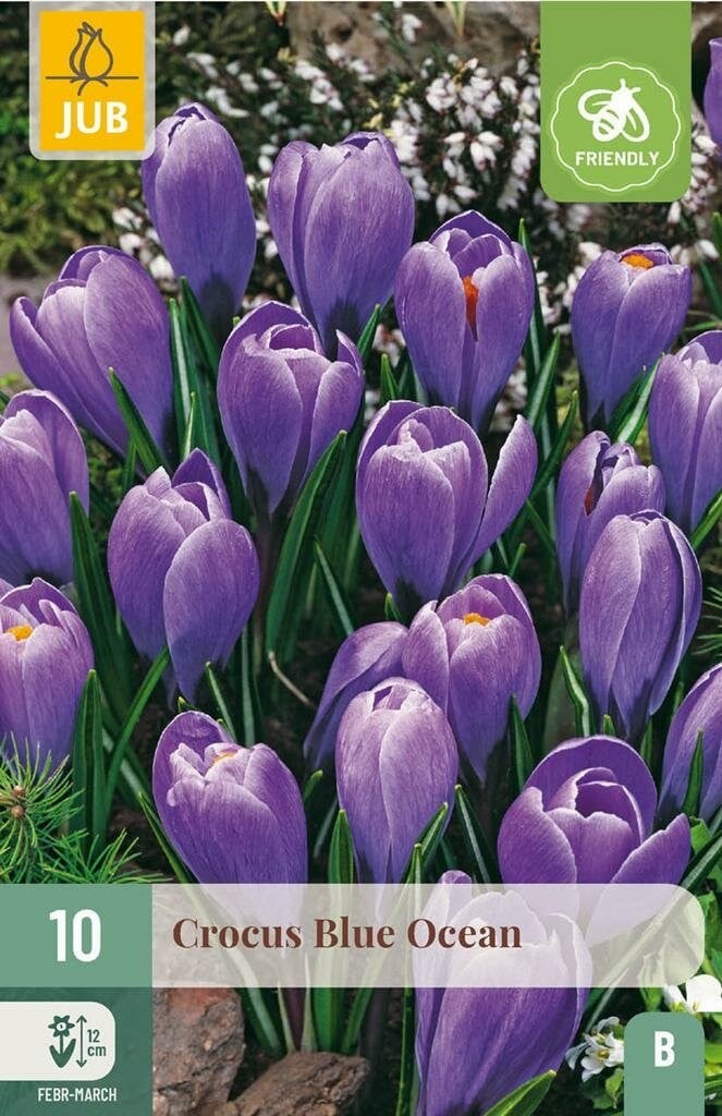 Jub Crocus Blue Ocean 10 bollen