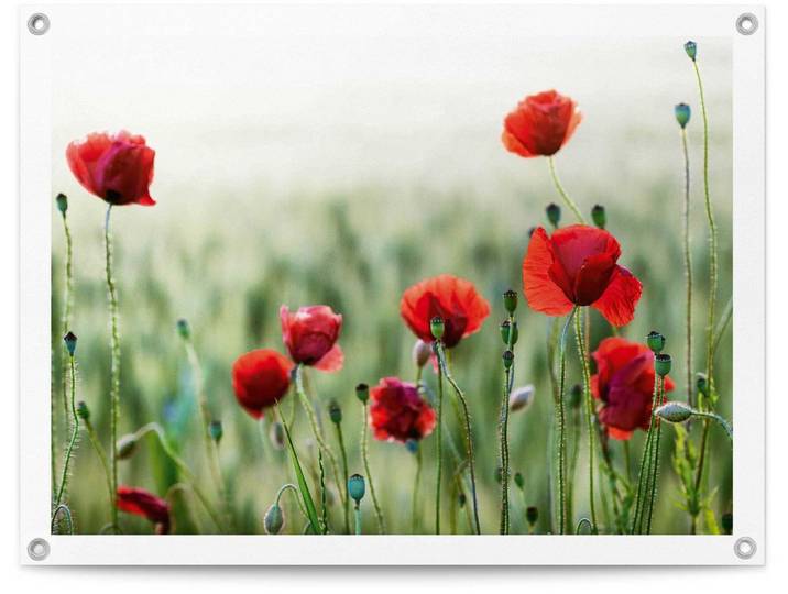 Tuinposter Wilde klaprozen - 60 x 80 - Canvas - REINDERS