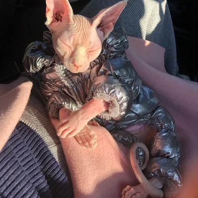 Uplifted Finds Winter Warm Sphynx Cat Jumpsuit Overalls blue xs