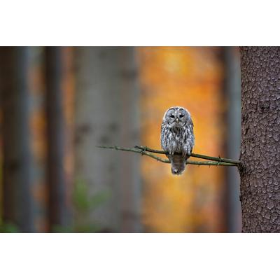 Fototapete PAPERMOON "Photo-Art MILAN ZYGMUNT, TAWNY EULE", bunt, B:4,5m L:2,8m, Vlies, Tapeten