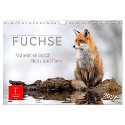 Füchse - Wanderer durch Moos und Farn (Wandkalender 2027 DIN A4 quer), CALVENDO Monatskalender