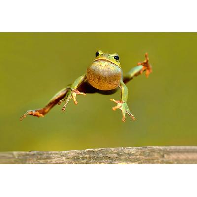 Fototapete PAPERMOON "Springender Frosch", bunt, B:3,5m L:2,6m, Vlies, Tapeten