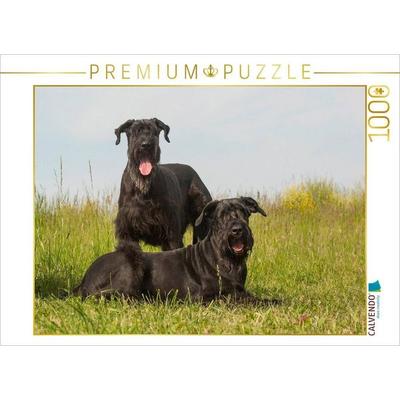 CALVENDO Puzzle Zwei Riesenschnauzer | 1000 Teile Lege-Größe 64x48cm Foto-Puzzle für glückliche Stunden