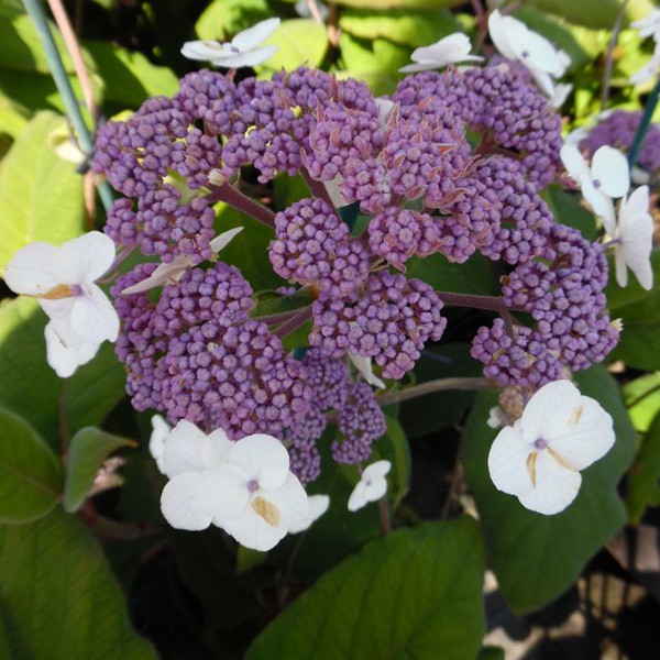 Hortensia Hydrangea aspera Sargentiana in pot, 50-60 cm