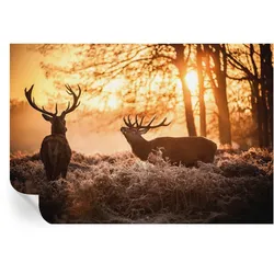 FOTOTAPETE 152x104 cm - Rehe am Morgen