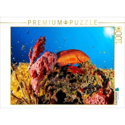 CALVENDO Puzzle Juwel-Zackenbarsch im Korallenriff | 1000 Teile Lege-Größe 64x48cm Foto-Puzzle für glückliche Stunden