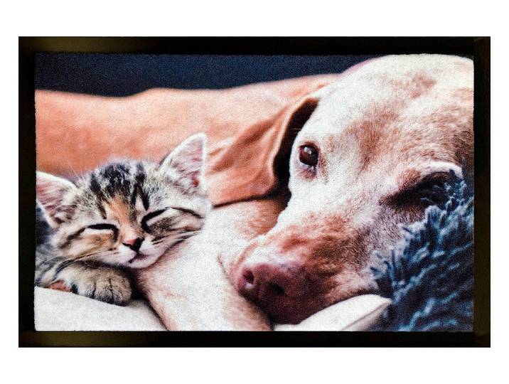 Hamat Mondial Türvorlage Image Kitten 60 × 40 cm