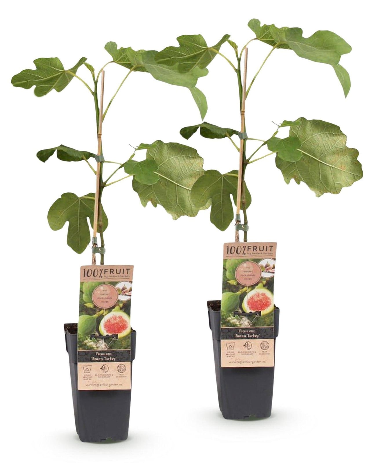 Green boutiQ Vijgenboom Ficus carica Brown Turkey Winterhard Groen met Violette vruchten - 2 stuks - Hoogte: 50 cm - Pot van 15 cm