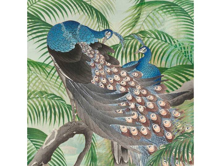 FOTOTAPETE PFAU