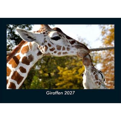 Giraffen 2027 Fotokalender DIN A5