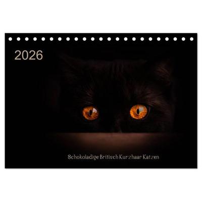 Schokoladige Britisch Kurzhaar Katzen (Tischkalender 2026 DIN A5 quer), CALVENDO Monatskalender