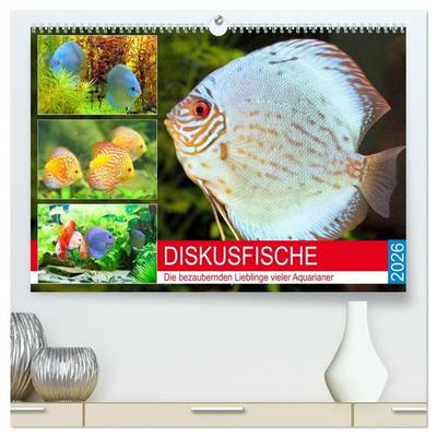 Diskusfische. Die bezaubernden Lieblinge vieler Aquarianer (hochwertiger Premium Wandkalender 2026 DIN A2 quer), Kunstdruck in Hochglanz