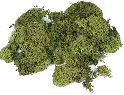 Islandmoos, grün, 100 g
