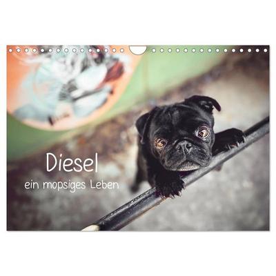 Diesel - ein mopsiges Leben (Wandkalender 2026 DIN A4 quer), CALVENDO Monatskalender
