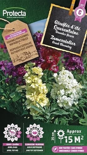 Protecta Zaden Zomerviolier Grootbloemig