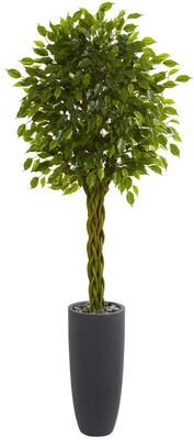 Nearly Natural 6.5' Braided Ficus Artificial Tree in Cylinder Planter UV Resistant (Indoor/Outdoor) - h: 6.5 ft. w: 28 in. d: 28 in.