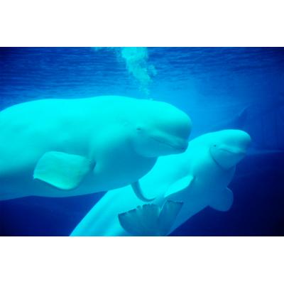 Fototapete PAPERMOON "Beluga Whales", bunt, B:2m L:1,49m, Vlies, Tapeten