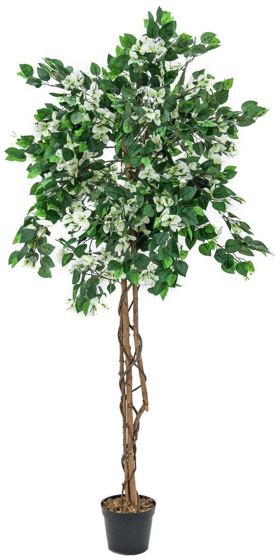 Europalms Bougainvillea, Weiß, 150cm
