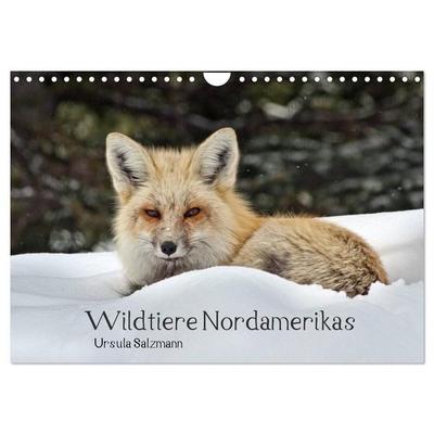 Wildtiere Nordamerikas (Wandkalender 2027 DIN A4 quer), CALVENDO Monatskalender